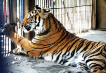 В Шымкент привезли амурского тигра Самца амурского тигра сотрудники шымкентского зоопарка ждали долго