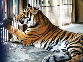 Самца амурского тигра сотрудники шымкентского зоопарка ждали долго