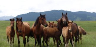 Барымтачи украли скот на 20 миллионов тенге в Сарыагашском районе