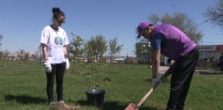 Посадить дерево с помощью SMS можно в Шымкенте Посадить дерево можно отправить SMS сообщение