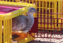 2000 дроф выпустили на волю в степях Южного Казахстана