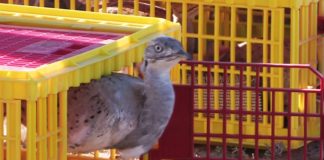 2000 дроф выпустили на волю в степях Южного Казахстана