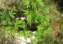 Плантацию конопли обнаружили в Шымкенте