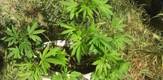 Плантацию конопли обнаружили в Шымкенте