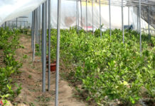 В Шымкенте могут появиться новые лимонарии Фрукты прижились хорошо. Теперь, в его теплице произрастают более 2200 молодых деревьев