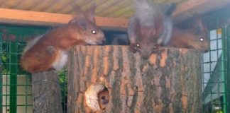 В шымкентском зоопарке появились белки и рыси