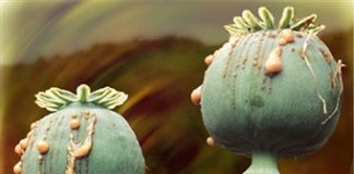 В ЮКО растет количество наркопреступлений кокнар наркотик