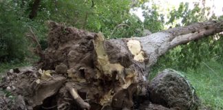 Ущерб от ураганного ветра в Шымкенте оценили в миллионы тенге