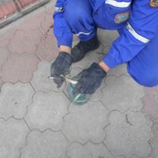 Нашествие змей в Шымкенте