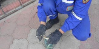 Шымкентцев атаковали «ползучие гады»