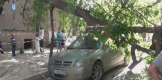 В Шымкенте дерево упало на автомобиль