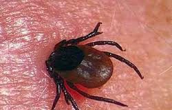 ККГЛ подозревают у жительницы ЮКО