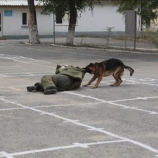 Служебная собака бросается за нарушителем