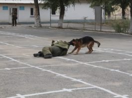 Служебная собака бросается за нарушителем - это обязательный этап соревнований кинологических служб