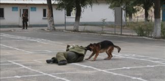 Четвероногие солдаты соревнуются в Шымкенте Служебная собака бросается за нарушителем - это обязательный этап соревнований кинологических служб