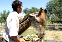 Шымкентский зоопарк отмечает двойной праздник Огромный торт, ко дню рождения Астаны, приготовили сотрудники зоопарка