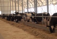 В Южном Казахстане открылась молочная ферма Крупно-рогатый скот привезли из Канады в начале года