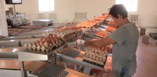 Более 2000 предприятий станут шымкентскими Одно из таких предприятий ТОО "Шымкент Кус"