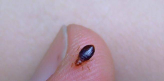 Шымкент атакуют клопы