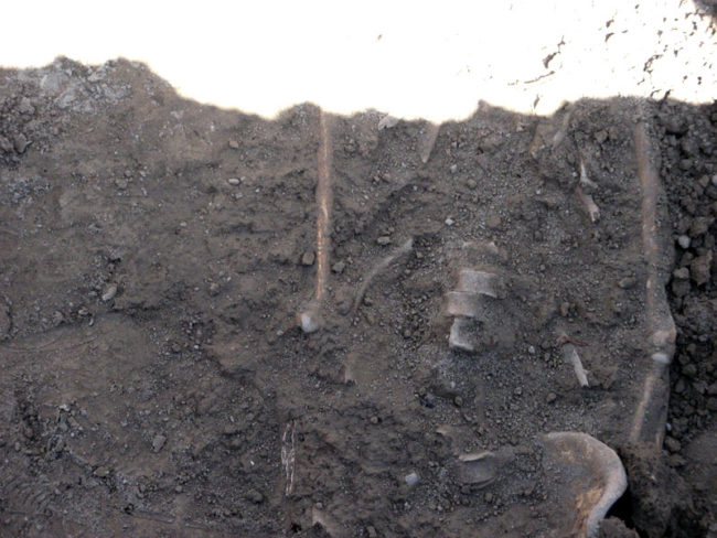 В Сайраме строители обнаружили человеческие кости