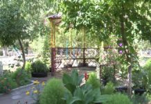 В одном из шымкентских дворов появился ботанический сад