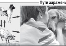 В ЮКО за 6 месяцев 2014 года зарегистрировано 147 случаев заболеваемости эхинококкозом