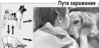 В ЮКО за 6 месяцев 2014 года зарегистрировано 147 случаев заболеваемости эхинококкозом