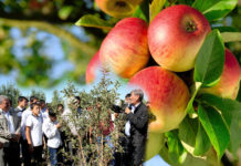 В Толебийском районе начали выращивать яблоневые сады