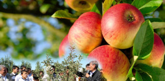 Итальянская компания построит питомник в ЮКО