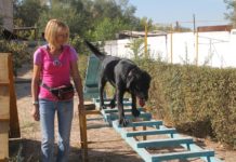 Собаки-спасатели особого отряда готовятся к сертификации