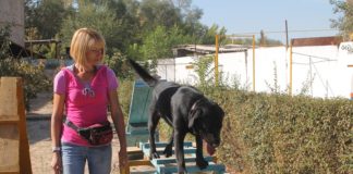 Собаки-спасатели особого отряда готовятся к сертификации