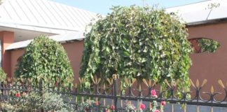 Улицы «Забадама» — претенденты на звание лучших в городском конкурсе