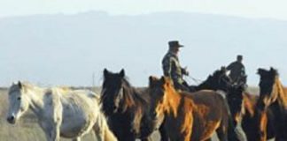 В ЮКО задержаны скотокрады