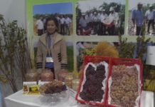 Праздничная сельхозвыставка «Золотая осень-2014» прошла в выставочном центре Шымкента Лучших аким области Аскар Мырзахметов наградил по номинациям