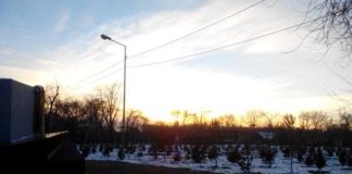 В парке имени Абая вырубили несколько сотен деревьев