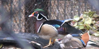 В шымкентском зоопарке пополнение