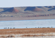 Южноказахстанское озеро Кызылколь внесли в международный туристический маршрут