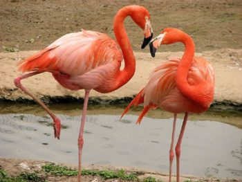 Розовый фламинго когда-то был в Шымкентском зоопарке