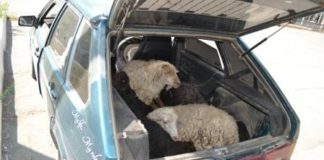 В Кентау задержаны скотокрады