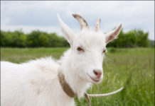 38 коз похитили с пастбища у жителя Арыси