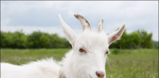 Каким будет новый 2015 год