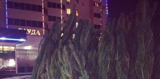 Купить казахстанскую живую ель на Новый год теперь невозможно Живые новогодние ели