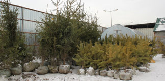 В предновогодний период в Казахстане усилили охрану молодняка хвойных пород В Казахстане не запрещена торговля составных елок из ветвей и живых елок, растущих в контейнерах местного производства