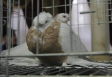 Лучших из лучших голубей показали в Шымкенте