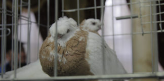 Лучших из лучших голубей показали в Шымкенте