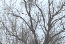 В ближайшие дни погода в Шымкенте резко изменится