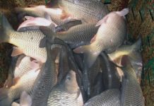 Большую часть рыбы вылавливают в Шардаринском районе