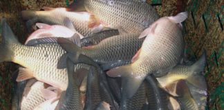 Большую часть рыбы вылавливают в Шардаринском районе