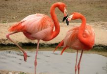 Шымкентский зоопарк приглашает на онлайн-экскурсию Розовый фламинго когда-то был в Шымкентском зоопарке