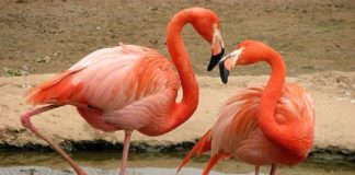 Розовый фламинго — дитя заката Розовый фламинго когда-то был в Шымкентском зоопарке